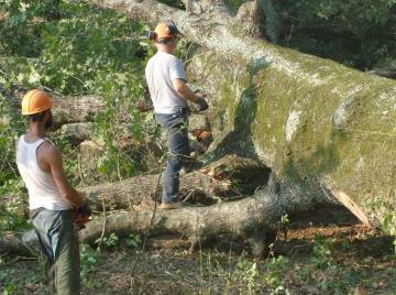 Forester at Work